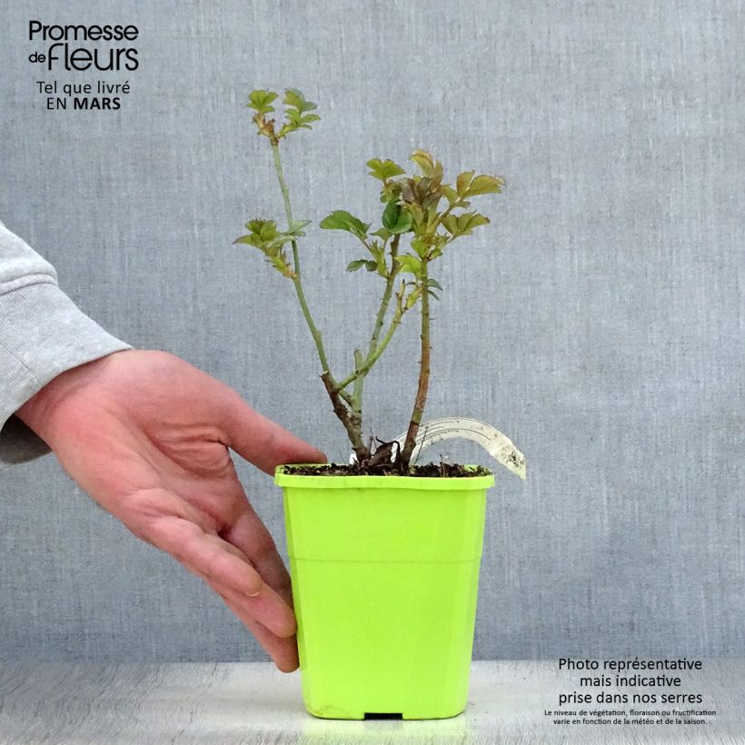Spécimen de Rosier Patio Rose Cherry Girl Pot de 1,5L/2L tel que livré au printemps