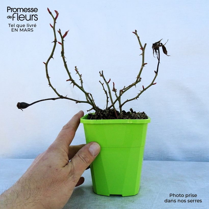 Spécimen de Rosier Patio Rose Milano Pot de 1,5L/2L tel que livré au printemps