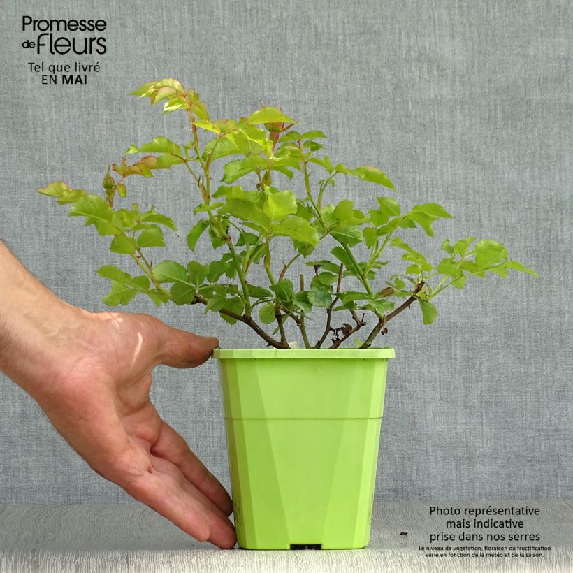 Spécimen de Rosier Patio Rose Moin Moin Pot de 3L/4L tel que livré au printemps