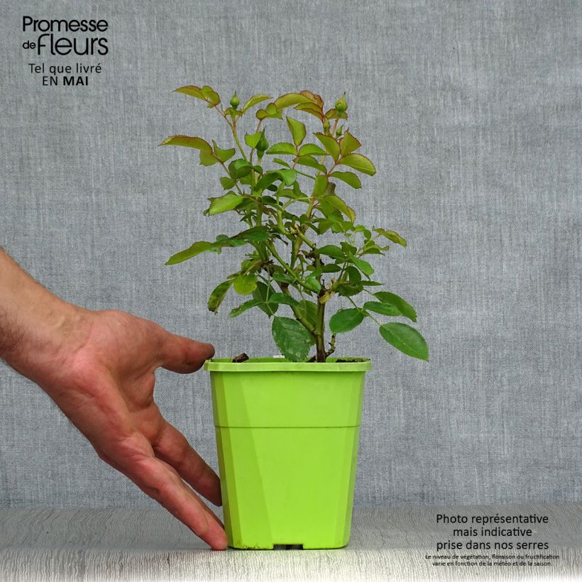 Spécimen de Rosier Patio Rose Nautica Pot de 1,5L/2L tel que livré au printemps
