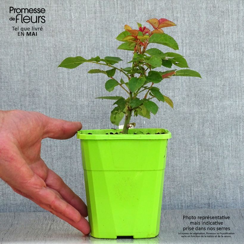 Spécimen de Rosier Patio Rose Xenia Pot de 3L/4L tel que livré au printemps