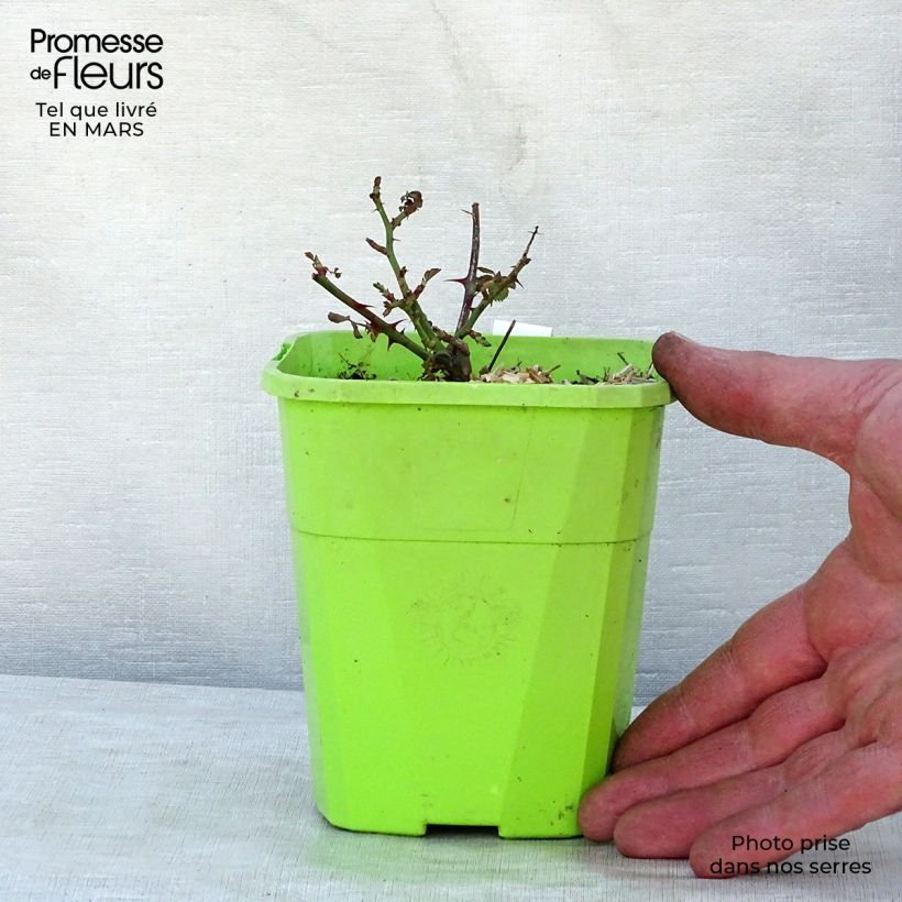 Spécimen de Rosier couvre-sol Black Forest Rose Pot de 1,5L/2L tel que livré au printemps