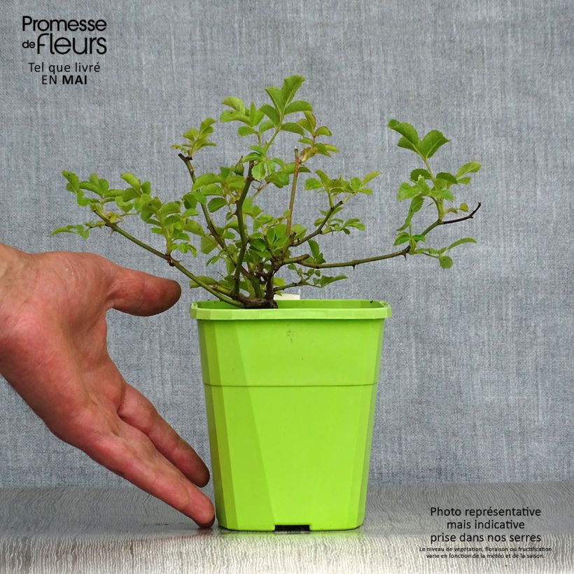 Spécimen de Rosier Rigo Rosen Hotline Pot de 3L/4L tel que livré au printemps