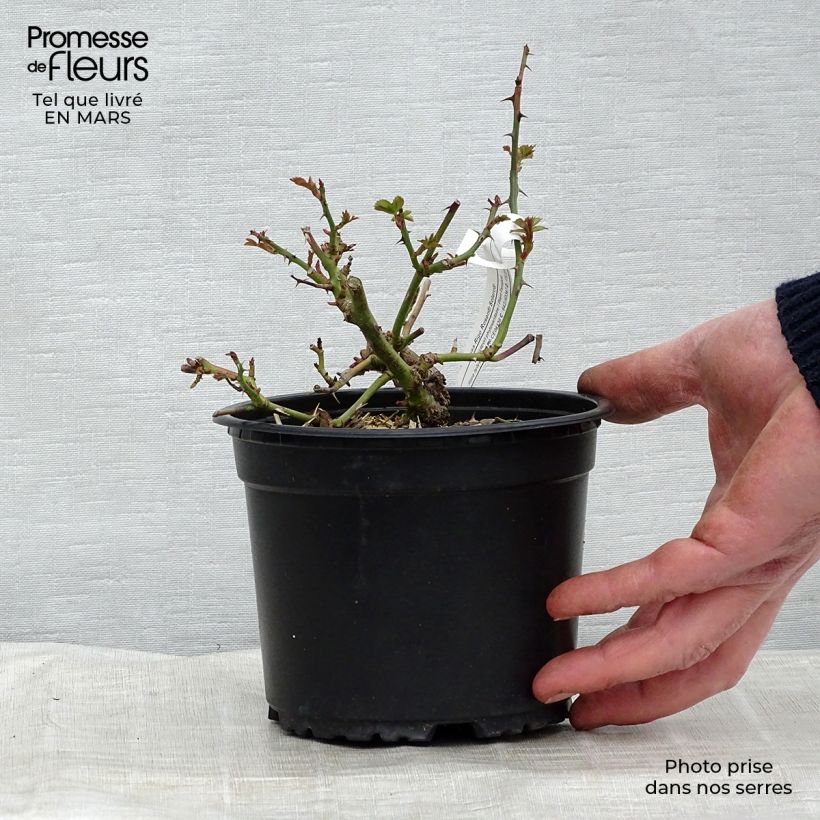 Spécimen de Rosier Rigo Solero  Pot de 3L/4L tel que livré au printemps