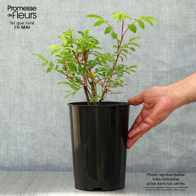 Spécimen de Rosier Rugosa Thérèse Bugnet  Pot de 4L/5L, Qualité 2 branches tel que livré au printemps