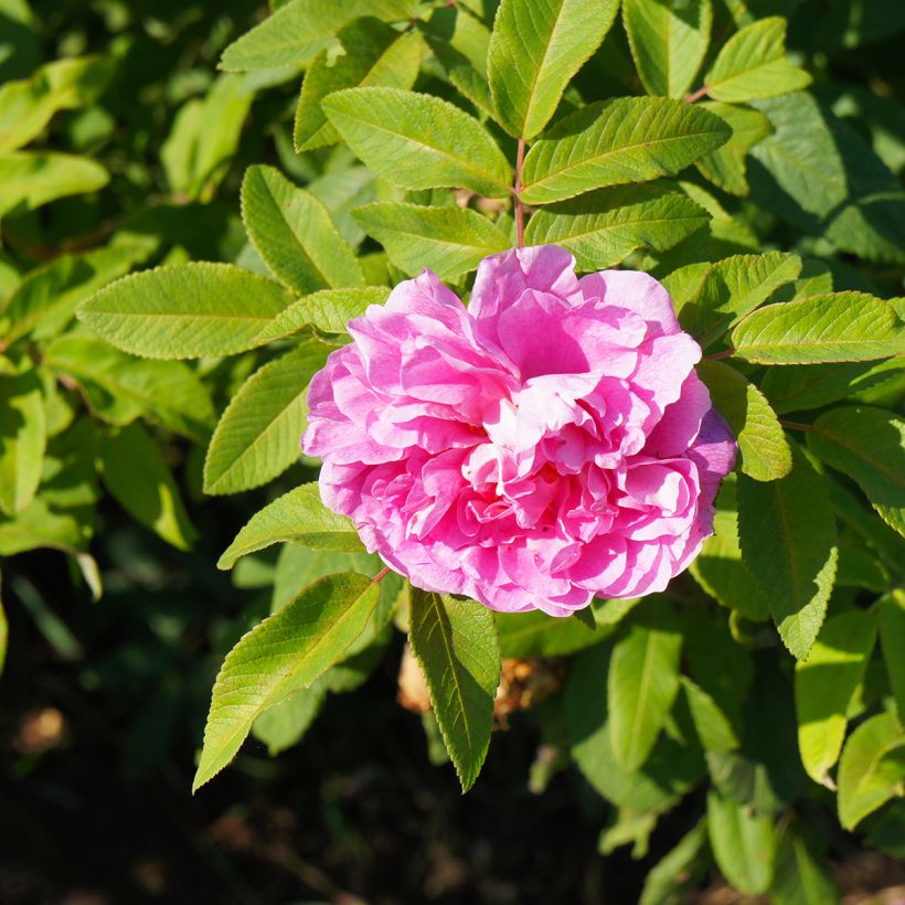Rosier Rugosa Thérèse Bugnet  (Floraison)