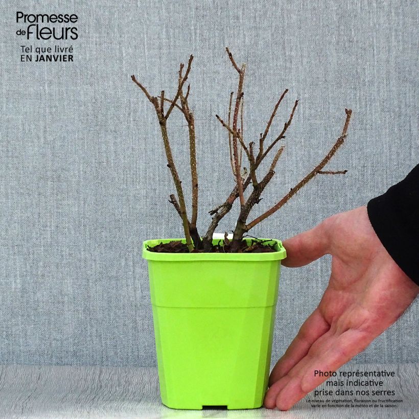 Spécimen de Rosier Savoranova Smart Pot de 1,5L/2L tel que livré en hiver