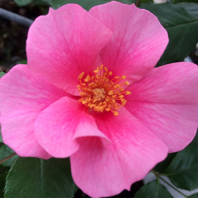 Rosier See You In Pink (Floraison)