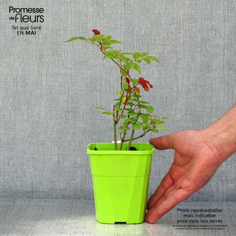 Spécimen de Rosier See You In Pink Pot de 3L/4L tel que livré au printemps