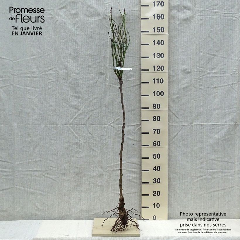 Example of Rosier Tige David Austin Claire Austin Racines nues, Tige, Tige de 120/150 as you get in hiver