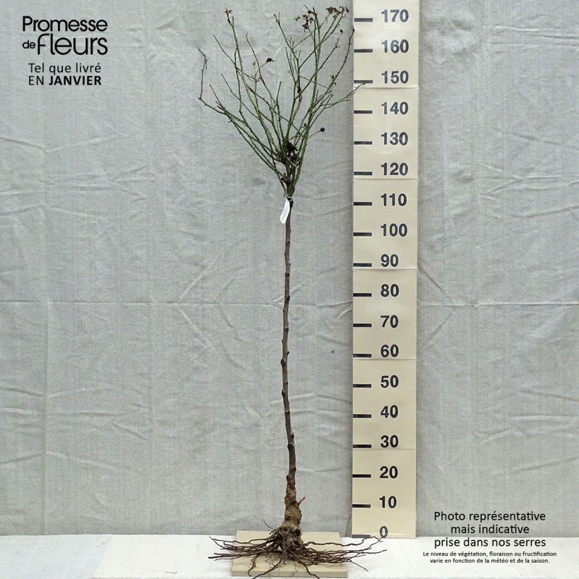 Spécimen de Rosier Tige David Austin Darcey Bussel Racines nues, Tige, Tige de 70/90cm tel que livré en hiver