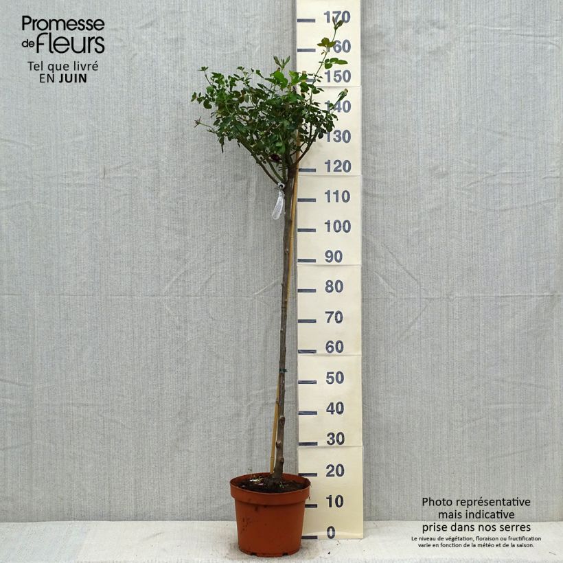 Spécimen de Rosier Tige David Austin Darcey Bussel Pot de 7,5L/10L, Tige, Tige de 70/90 tel que livré en été