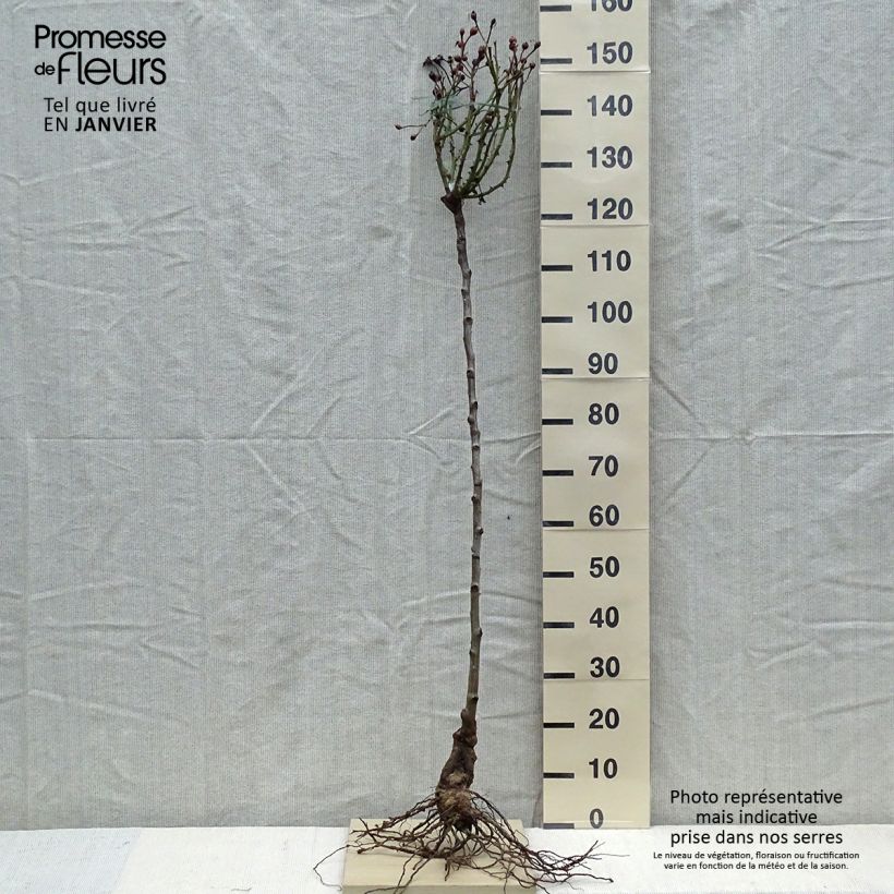 Spécimen de Rosier Tige David Austin Desdemona Racines nues, Tige, Tige de 70/90 tel que livré en hiver