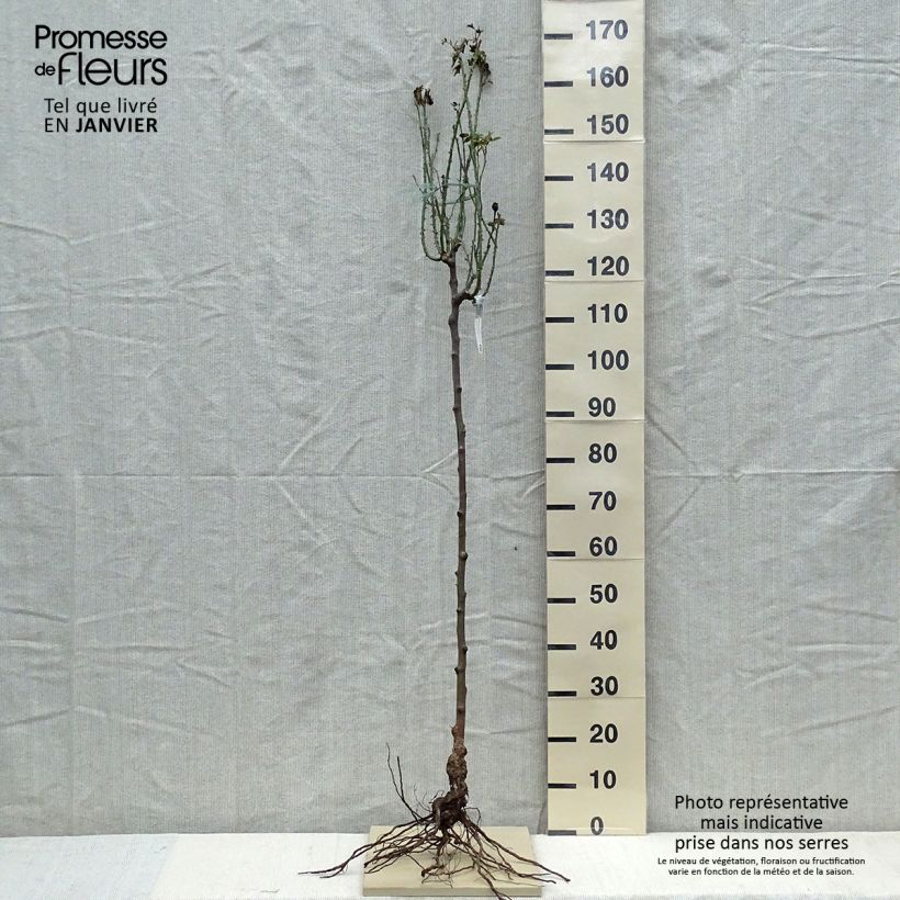 Spécimen de Rosier Tige David Austin Gertrude Jekyll  Racines nues, Tige, Tige de 70/90 tel que livré en hiver