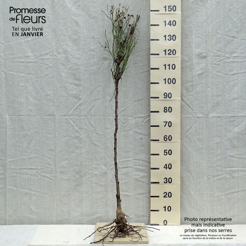 Spécimen de Rosier Tige David Austin Lady Of Shalott Racines nues, Tige, Tige de 70/90 tel que livré en hiver