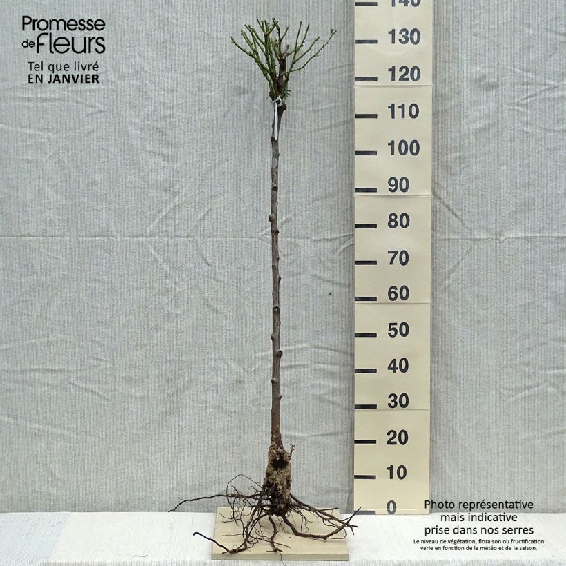 Spécimen de Rosier Tige David Austin Olivia Rose Austin Racines nues, Tige, Tige de 70/90 tel que livré en hiver