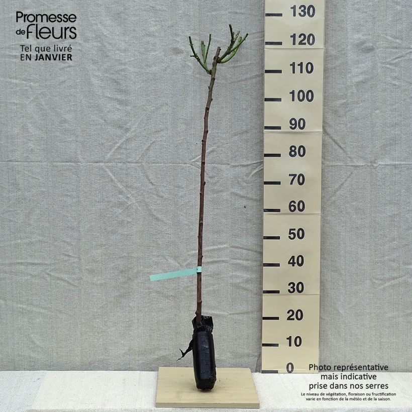 Example of Rosier tige Minerva Racines nues en motte, Tige, Tige de 90/120 as you get in hiver