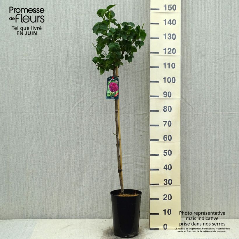 Spécimen de Rosier tige Minerva Pot de 7,5L/10L, Tige, Tige de 90/120 tel que livré en été