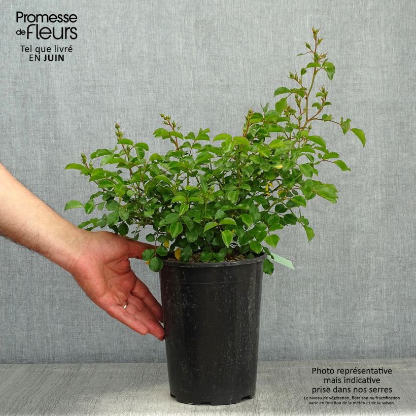 Example of Rosier Sans Contraintes Toscana / Gärtnerfreude Pot de 3L/4L as you get in printemps
