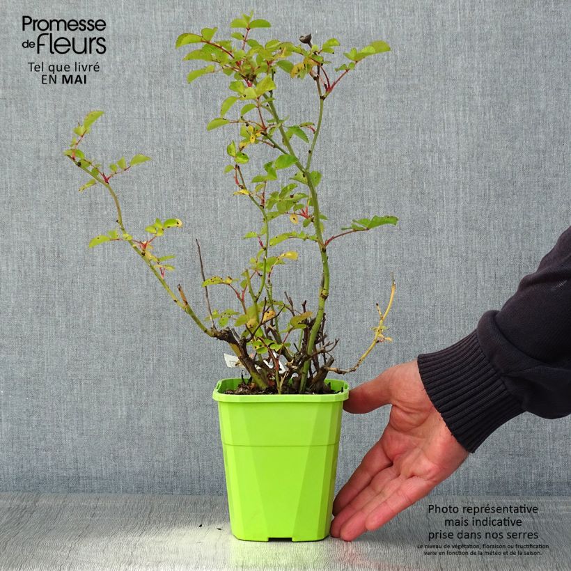 Spécimen de Rosier Urban Streetlight Rekord Cubana Pot de 3L/4L tel que livré au printemps