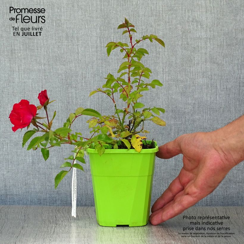 Spécimen de Rosier Urban Streetlight Sommerabend Pot de 3L/4L tel que livré en été