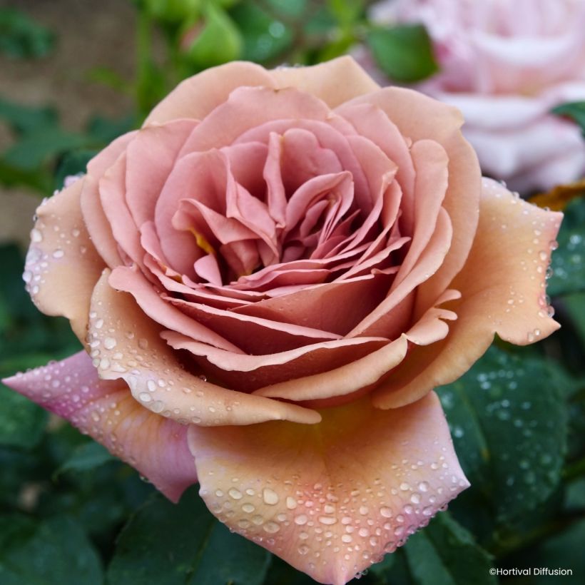 Rosier à fleurs groupées Koko Loko (Floraison)
