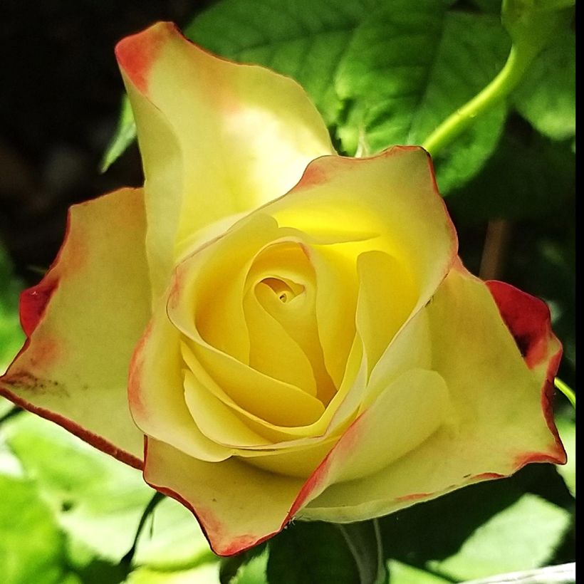 Rosier à fleurs groupées Origami (Floraison)