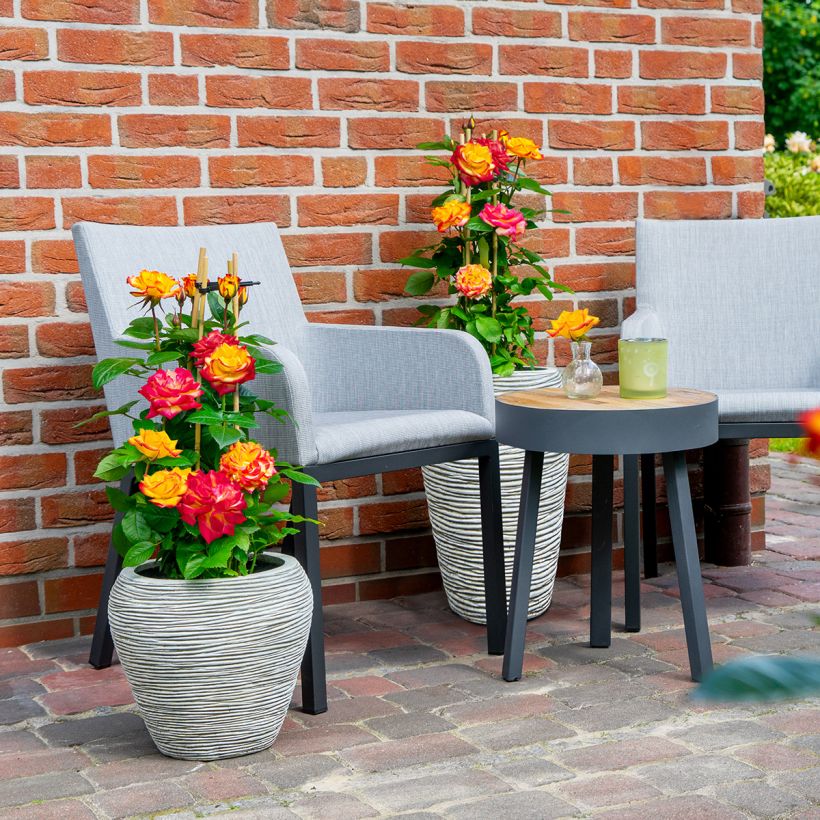 Rosier à fleurs groupées Planter's Punch (Port)