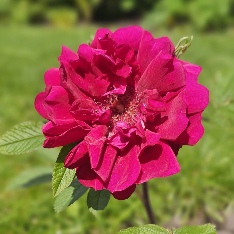 Rosier à fleurs groupées Take it Easy Red  (Flowering)