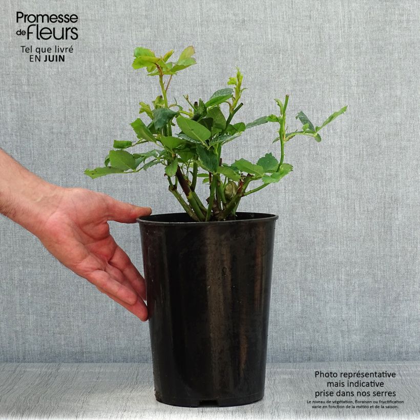 Spécimen de Rosier à grandes fleurs Ville de Chine Pot de 4L/5L tel que livré au printemps