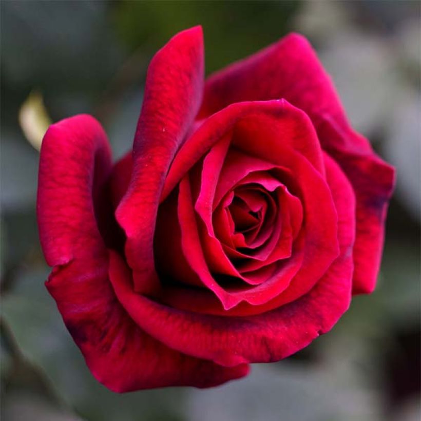 Rosier à grandes fleurs Papa Meilland (Flowering)