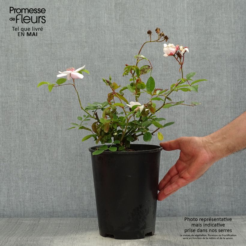 Spécimen de Rosier à fleurs groupées Astronomia Pot de 4L/5L tel que livré au printemps