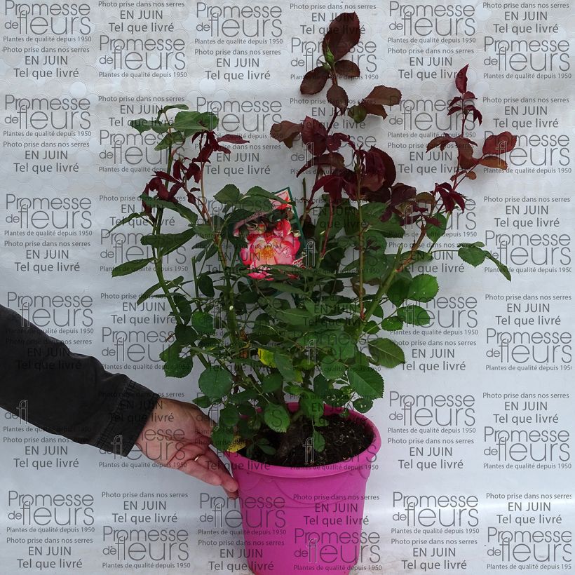 Exemple de spécimen de Rosier à fleurs groupées Betty Boop Pot de 4L/5L tel que livré