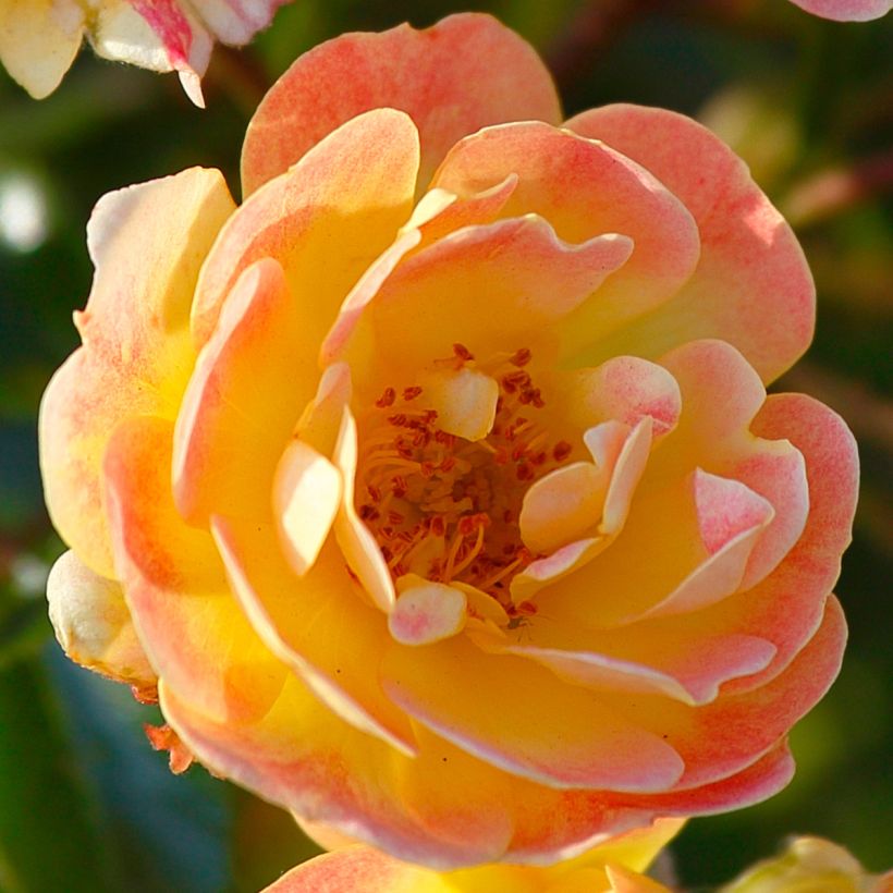 Rosier Bees Paradise Fruity (Floraison)