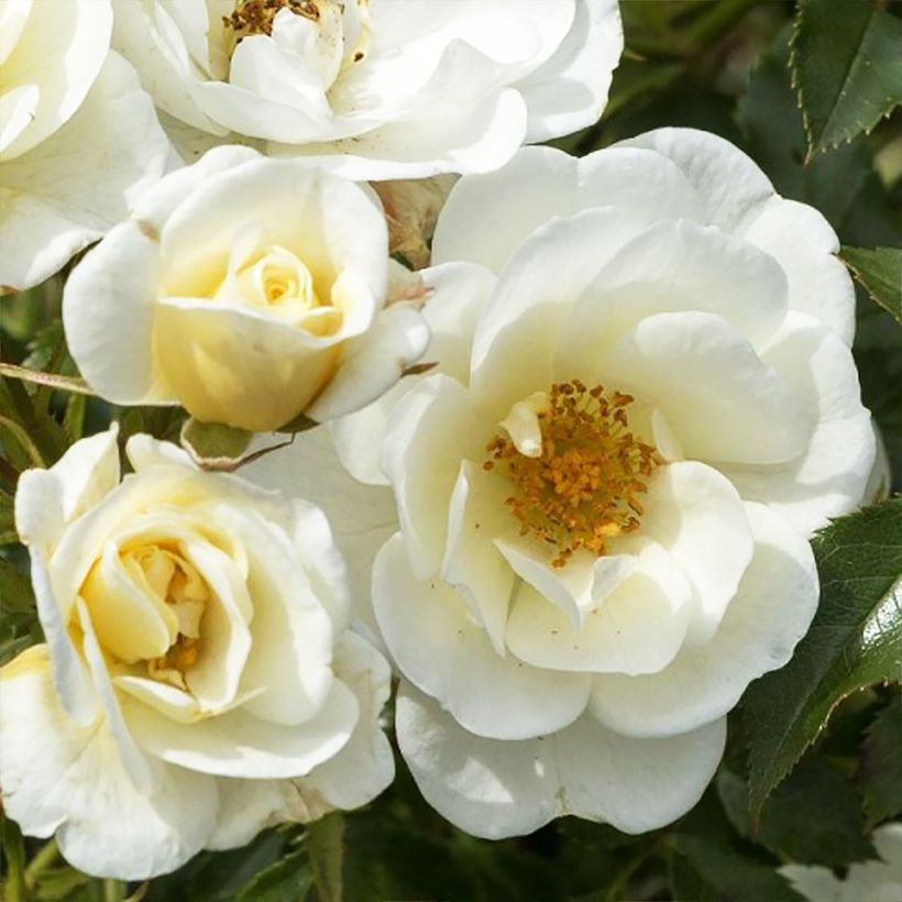 Rosier Bees Paradise Ivory (Floraison)