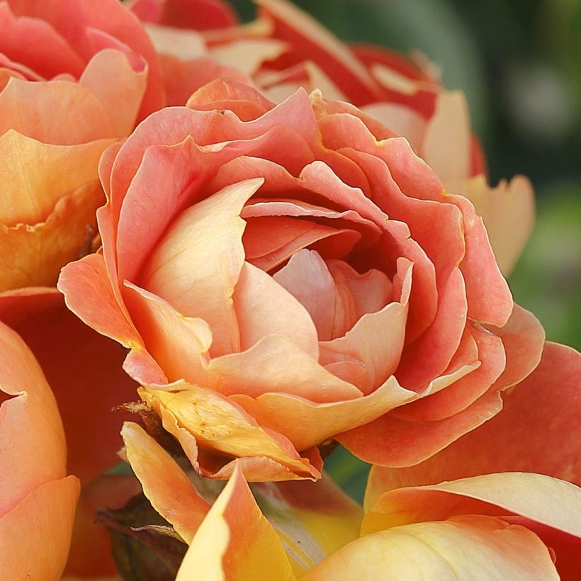 Rosier Bees Paradise Mango (Flowering)