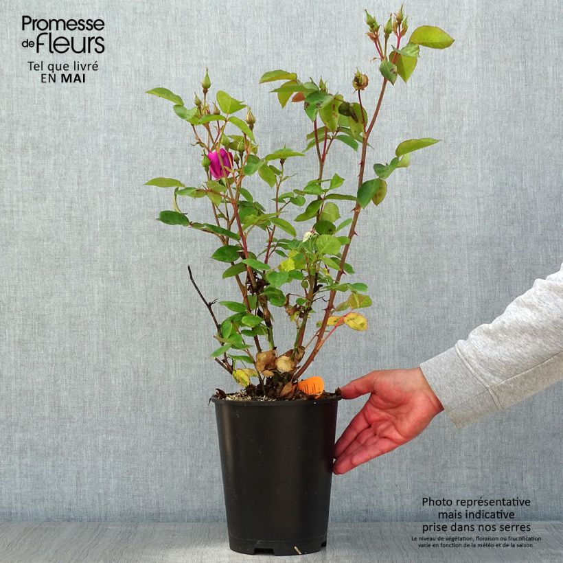 Spécimen de Rosier à fleurs groupées Bluebell Pot de 4L/5L tel que livré au printemps