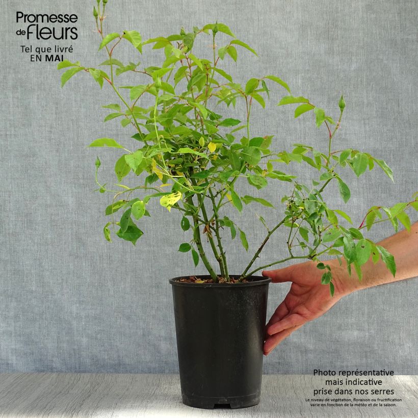 Example of Rosier à fleurs groupées Burgundy Ice Pot de 2L/3L as you get in printemps