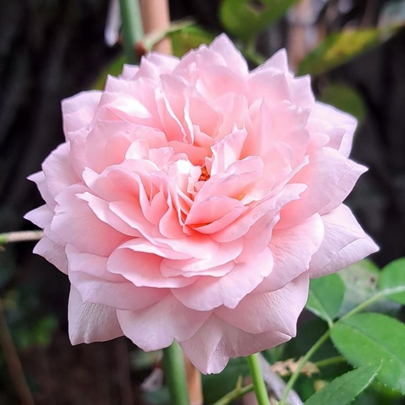 Rosier à fleurs groupées Catherine Meurisse (Floraison)