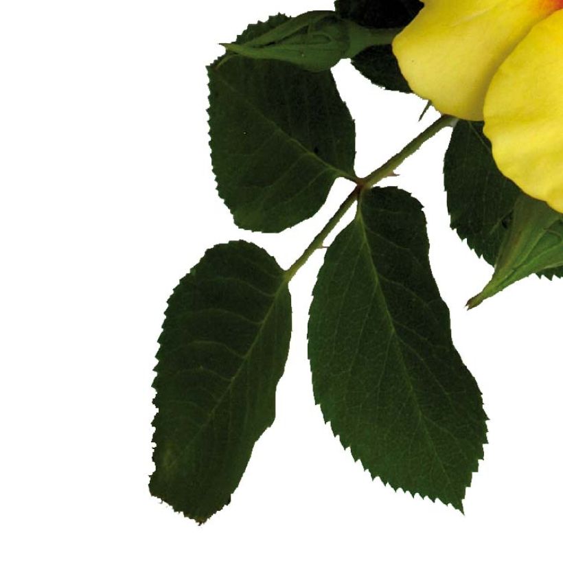 Rosier à fleurs groupées Cyrus (Foliage)