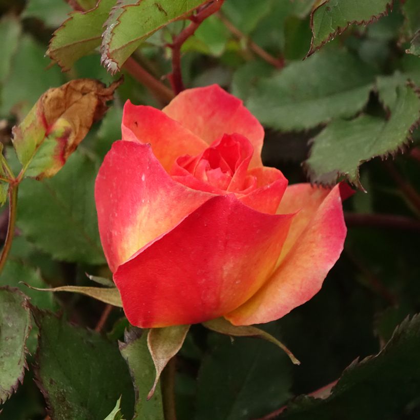 Rosier à fleurs groupées Hedge Charmers - LandLust (Floraison)