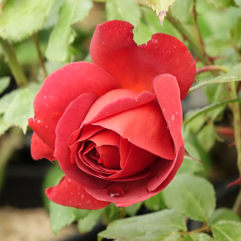 Rosier à fleurs groupées Hot Cocoa ®  (Floraison)