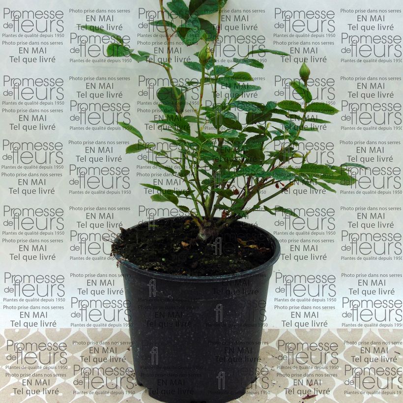 Exemple de spécimen de Rosier à fleurs groupées Irene of Denmark Pot de 2L/3L tel que livré
