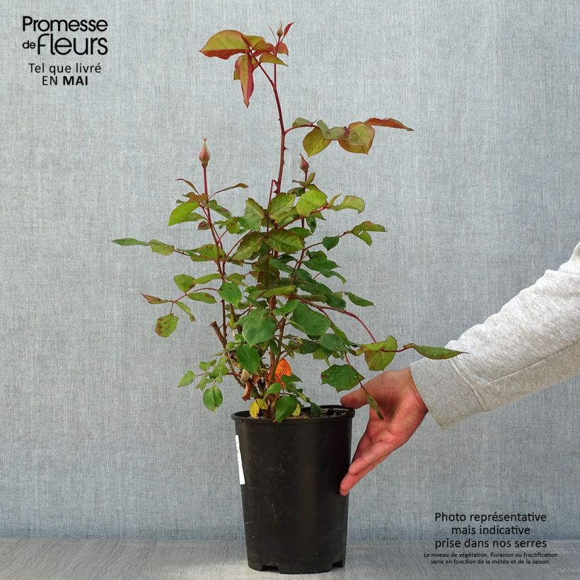 Spécimen de Rosier à fleurs groupées Jazz Festival Pot de 4L/5L tel que livré au printemps