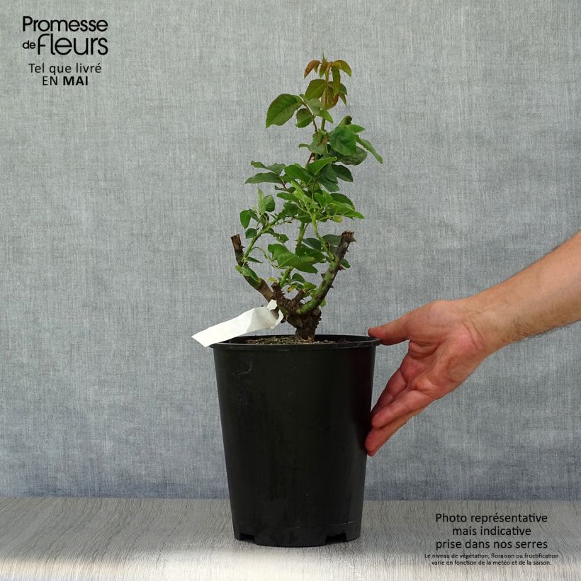 Spécimen de Rosier à fleurs groupées Mokarosa Pot de 4L/5L tel que livré au printemps