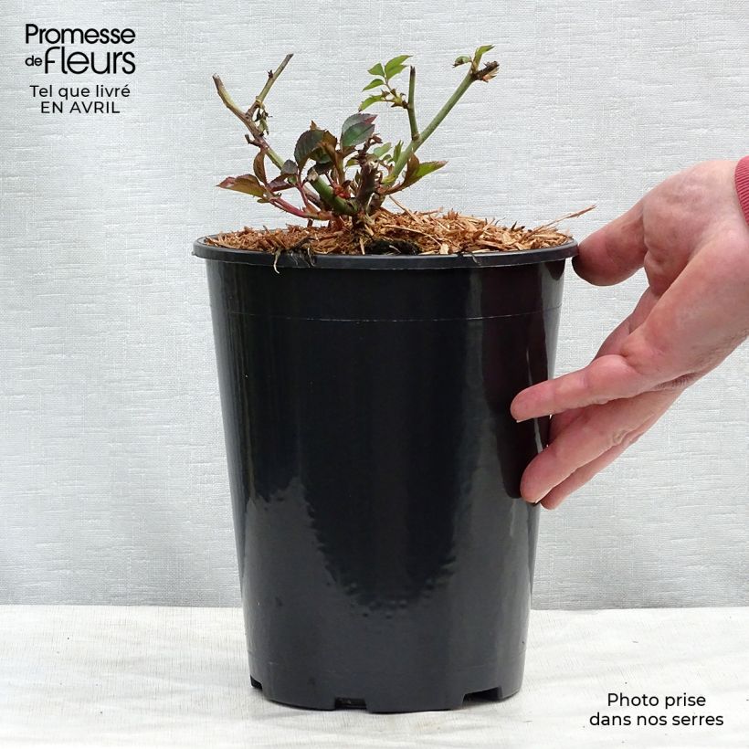Spécimen de Rosier à fleurs groupées Margaret Merril Pot de 2L/3L tel que livré au printemps