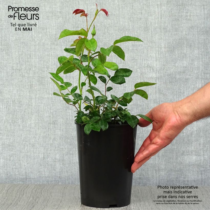 Spécimen de Rosier à fleurs groupées Maria Mathilda Pot de 3L/4L tel que livré au printemps