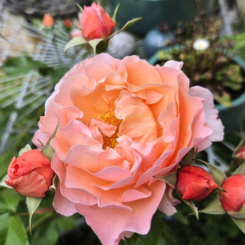 Rosier à fleurs groupées Marie Curie (Flowering)