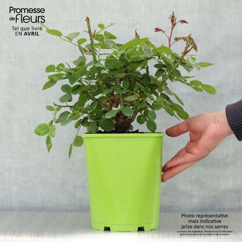 Spécimen de Rosier à fleurs groupées Martin des Senteurs Pot de 4L/5L tel que livré au printemps