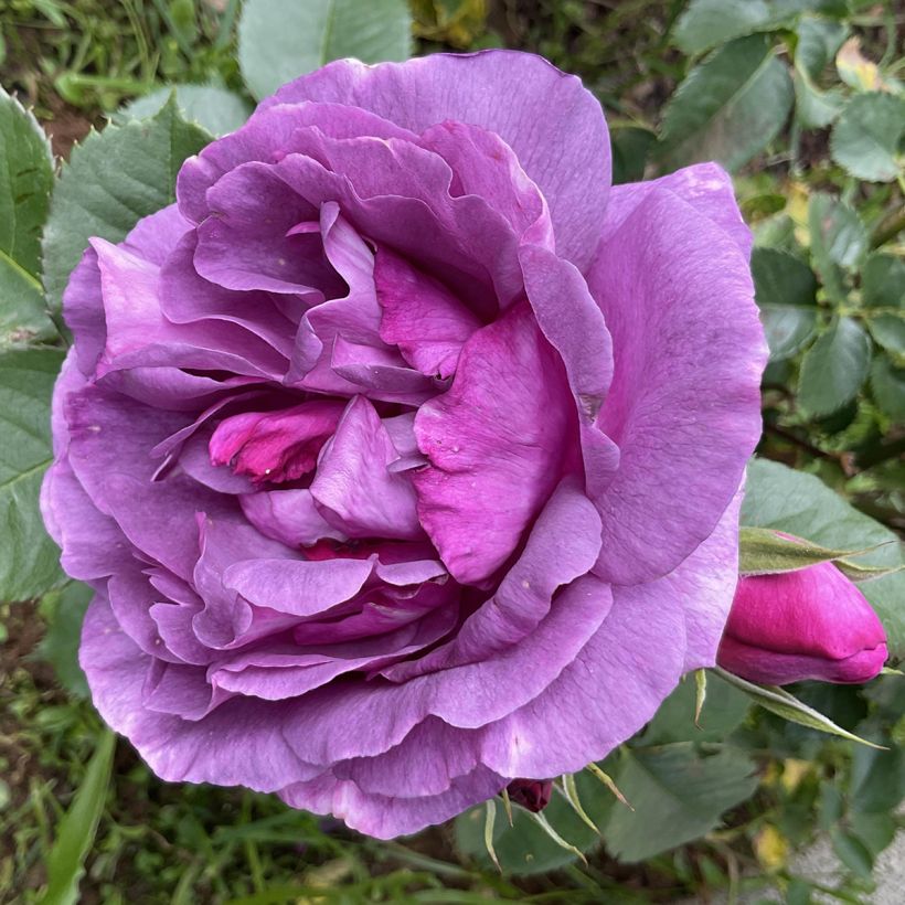Rosier à fleurs groupées Minerva (Floraison)